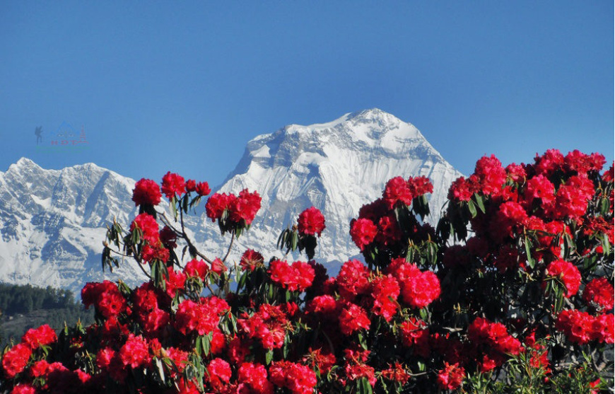 A Symphony of Petals: Discovering the Flowers of Nepal