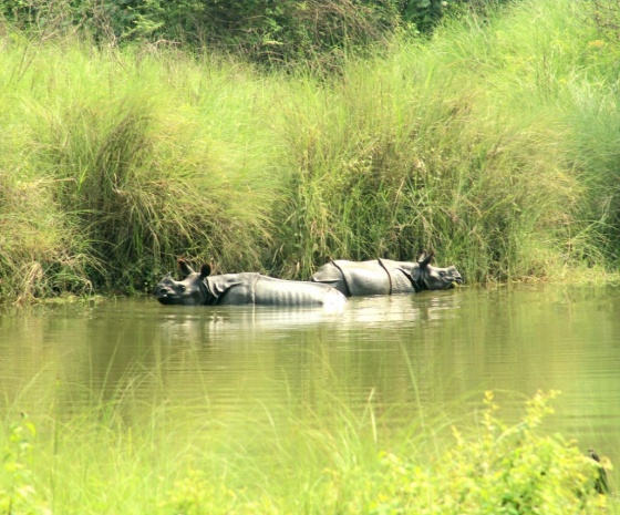 Full day jungle activities at Chitwan National Park (B, L, D)