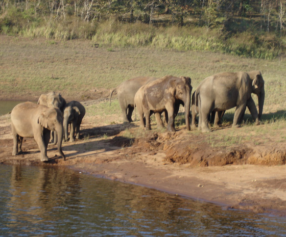 Drive to Thekkady - Visit Periyar Wildlife Sanctuary