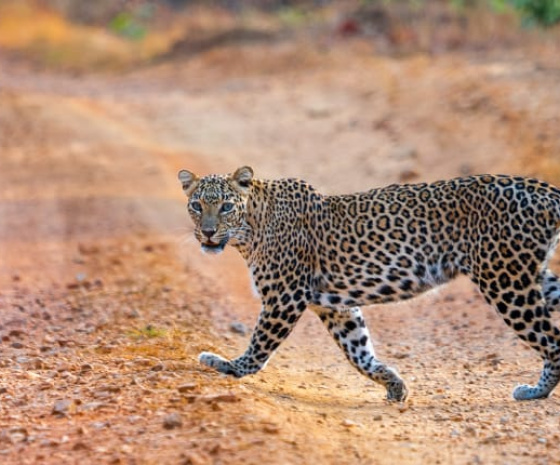 Madhav National Park Safari 