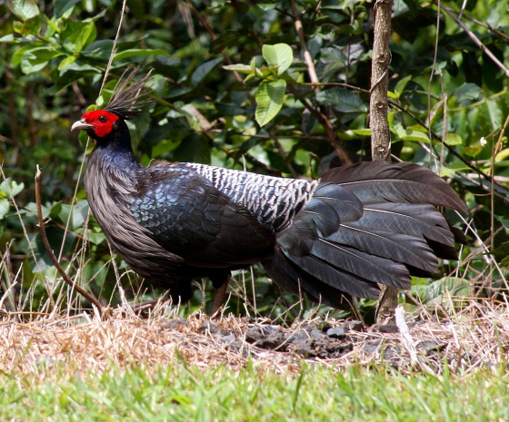 Fly to Paro, (25 mins). Birding and cultural visits in Paro valley