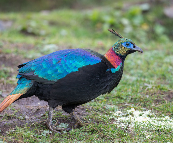 Birdwatching in Chele Pass and Journey to Thimphu