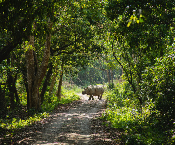 The land of the rhinos