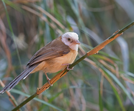 Explore the Royal Manas National Park for birds and mammals.