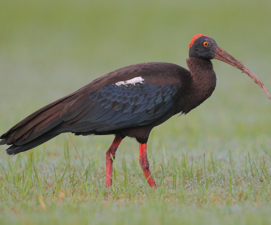 Explore the Royal Manas National Park for birds and mammals.