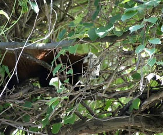 Red Panda Tracking 