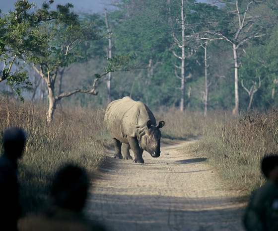 Fly to Nepalgunj / Drive to Bardia National Park 