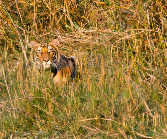 Fly to Nepalgunj / Drive to Bardia National Park 