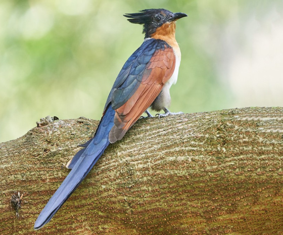 Tingtibi to Gelephu, 140 km, birding the areas of Tama La and Surey valleys