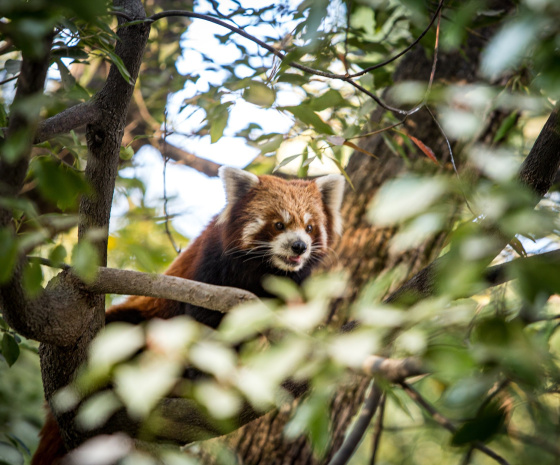 Red Panda Tracking 