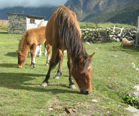 Drive Dhunche-Kathmandu: approx. 98 km & 6-7 hrs drive (B, L)