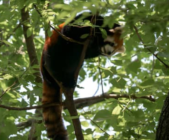 Red Panda Tracking 