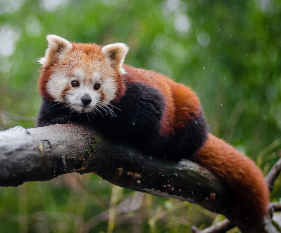 Red Panda Tracking 