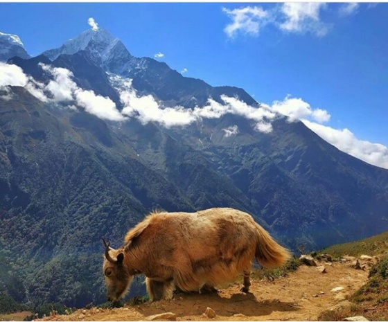 Acclimatization: short hike to Chhukung village (B, L, D)