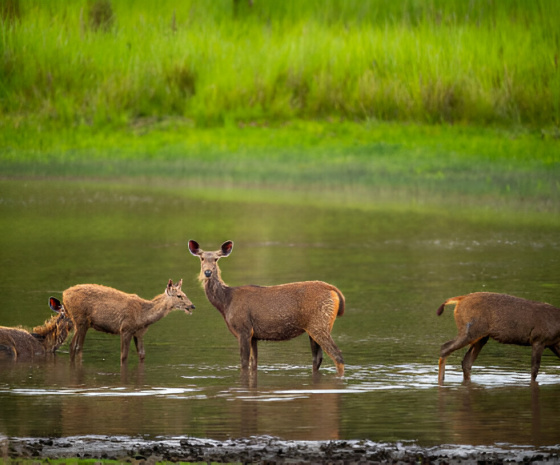 10-11: Bandhavgarh Safari Day