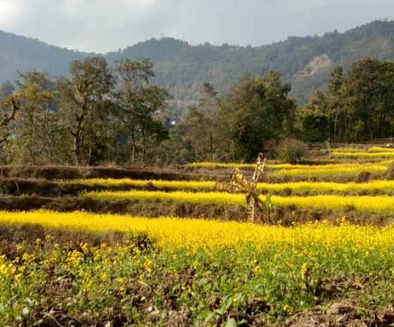 Excursion to Australian Camp (2070m altitude): Drive to Pokhara from Kande: 3-4 hrs walk & 1 hr drive (B, L)