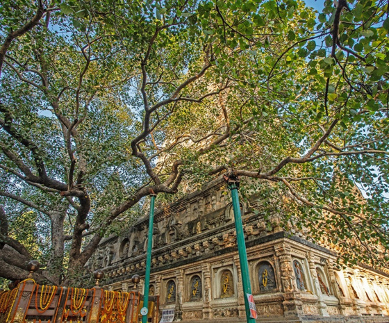 Spiritual Exploration of Bodh gaya 