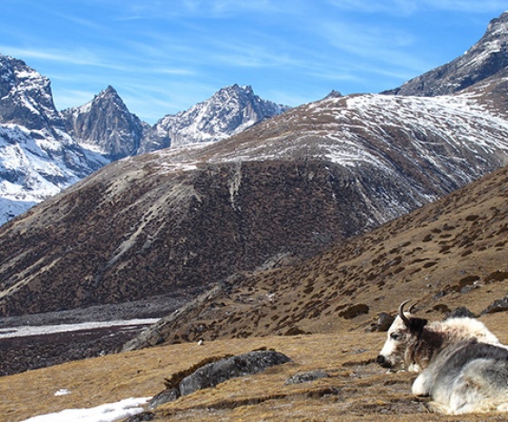 Dingboche - Lobuche (4900m/16170ft): 5 hrs walk (B, L, D)