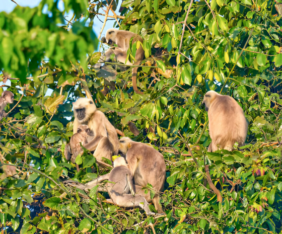 Jungle safari: Tracking Bengal Tiger 