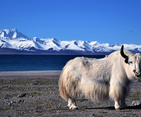 Journey to Heavenly Namtso Lake (around 350km, 6-7hrs)