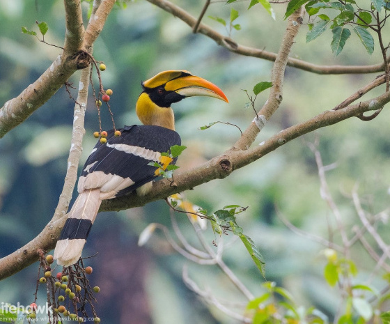 Explore the bird rich tropical forest of Gelephu.