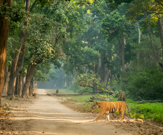 New Delhi to Corbett 