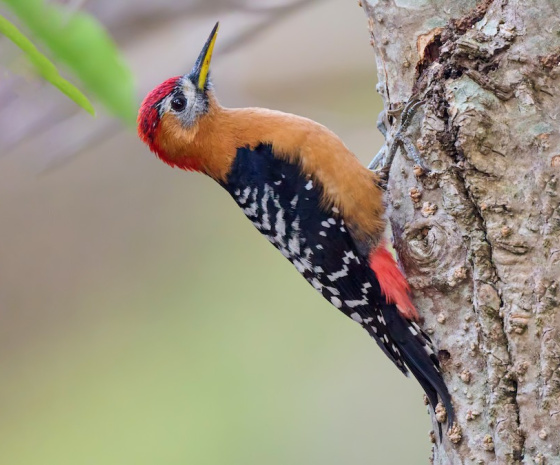 Bird watching at Dochu La, Lampelri Botanical Park and Punakha