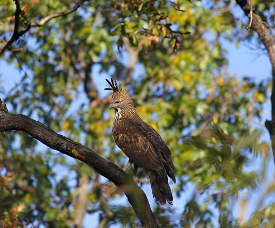 Kanha National Park Safari Day.