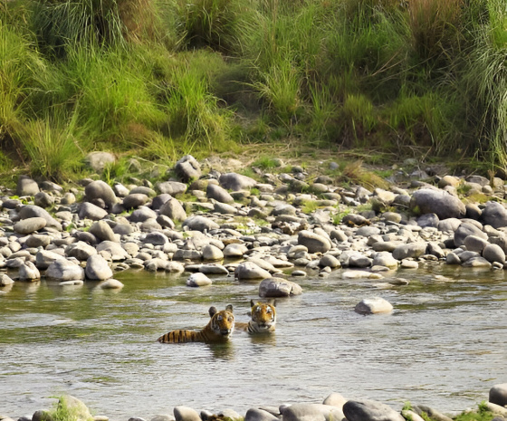 Corbett National Park Safari Day. 