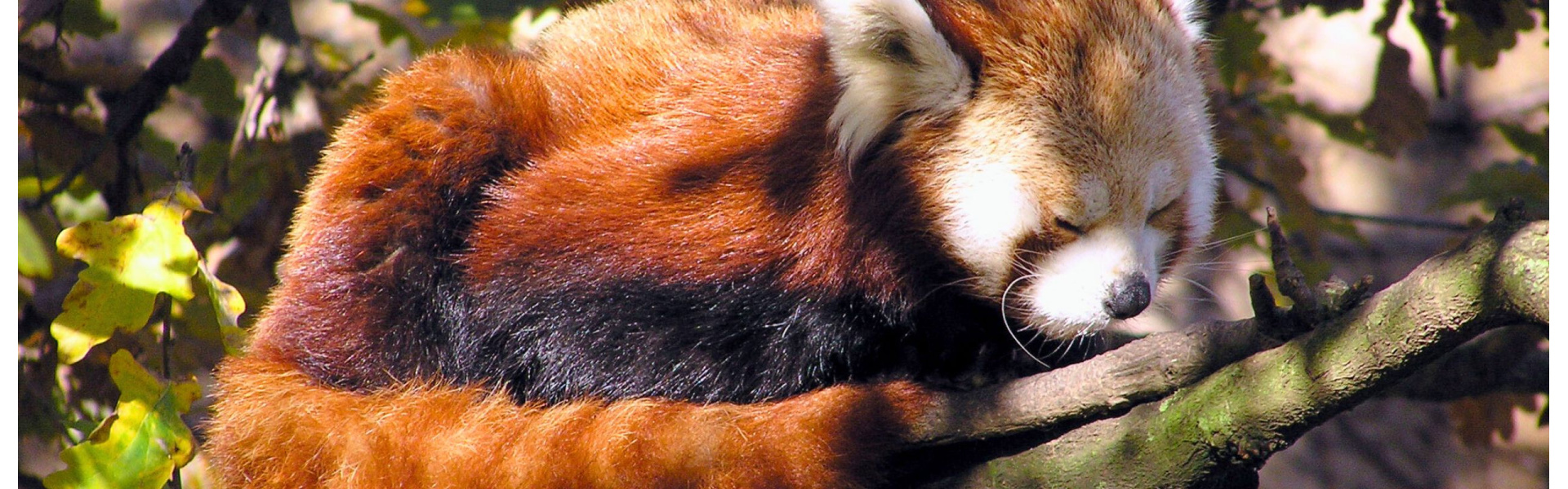 Tracking Endangered Red Panda in Nepal  Banner