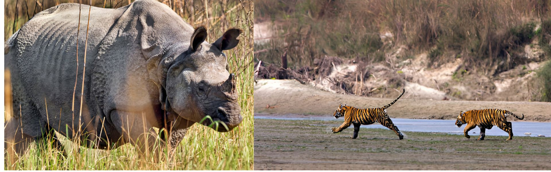 Family Safari: Tracking Bengal Tiger in Nepal Banner