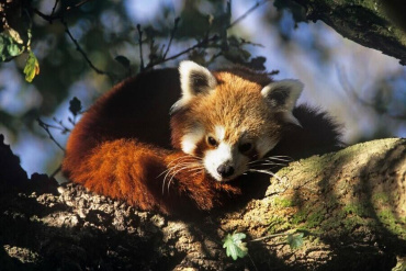 Tracking Endangered Red Panda in Nepal 