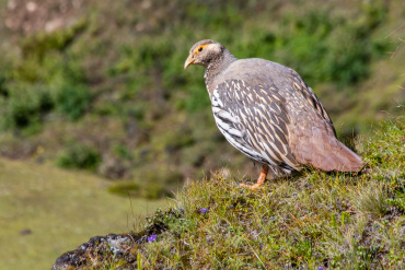 Royal Manas National Park: Bhutan bird photography