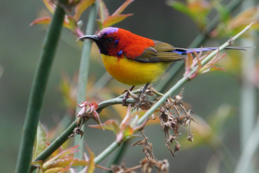 Jigme Dorji National Park: Bhutan bird photography