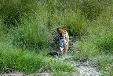 Family Safari: Tracking Bengal Tiger in Nepal